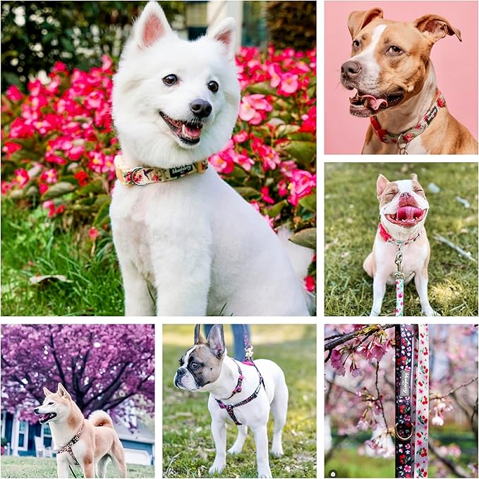 Blueberry Pet Floral Rose Turquoise Dog Collar - Cute Girl Collars for Large Girl Dog Collars, Adjustable & Durable Collar for Dogs, Neck 18-26"