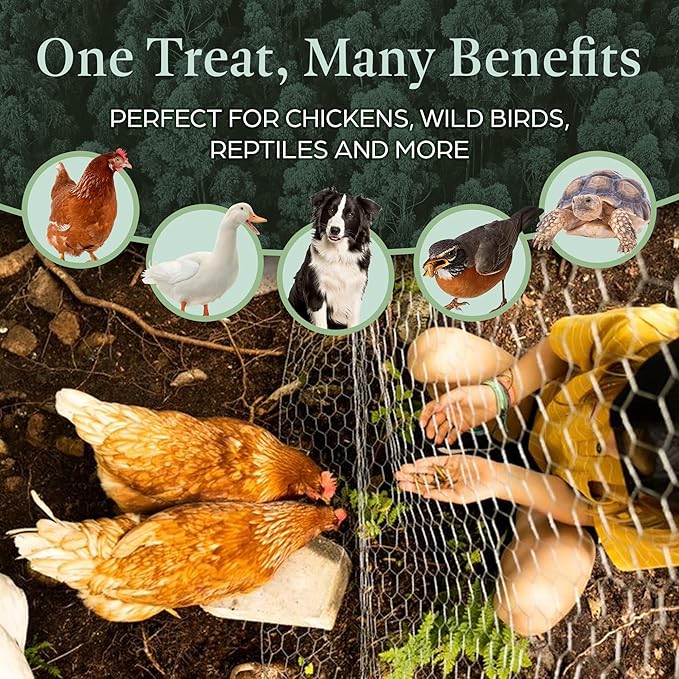 Dried Black Soldier Fly Larvae for Chickens & Ducks – Treats for Ducks, Hens, Wild Birds, Lizards, Tortoises & Fish – All Natural High Protein & Calcium – Mealworms Alternative – Made in North America