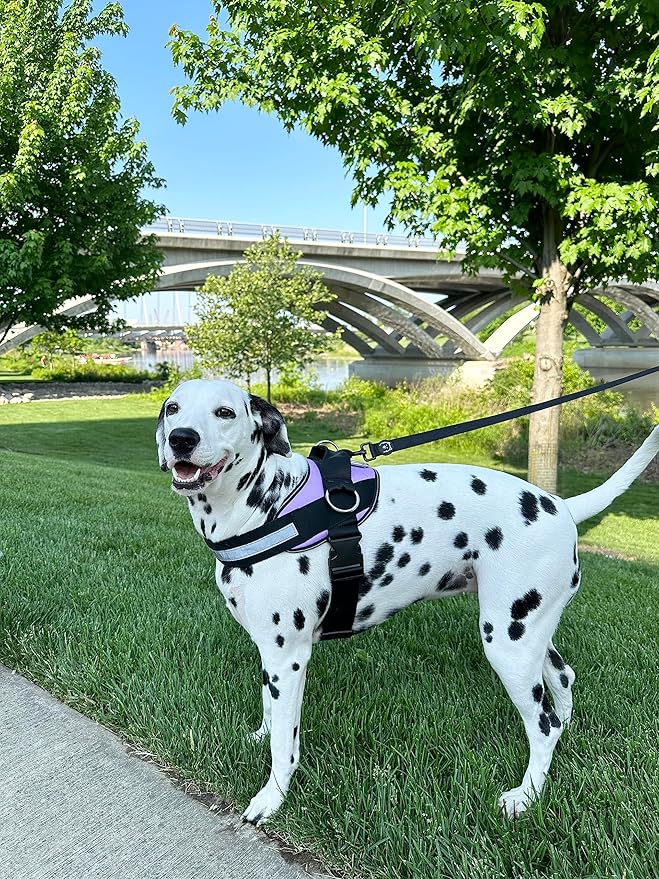 ShawnCo Essential Dog Harness, No-Pull Pet Vest with 3 Leash Clips, No Choke, Reflective, Adjustable and Padded, for Easy Walking and Training for Small, Medium and Large Dogs (ICY Lilac, S)